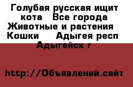 Голубая русская ищит кота - Все города Животные и растения » Кошки   . Адыгея респ.,Адыгейск г.